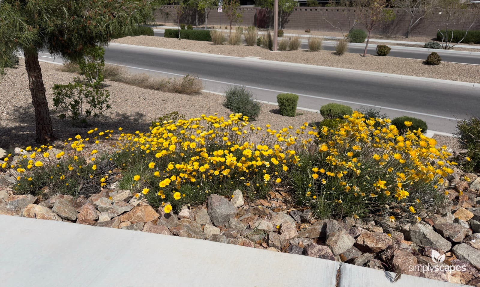 _Tetraneuris scaposa - SS - 3 - April