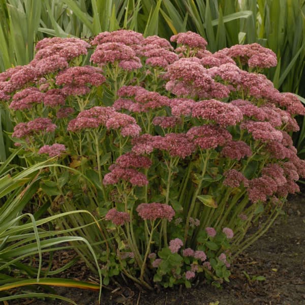 sedum-spectabile-autumn-fire
