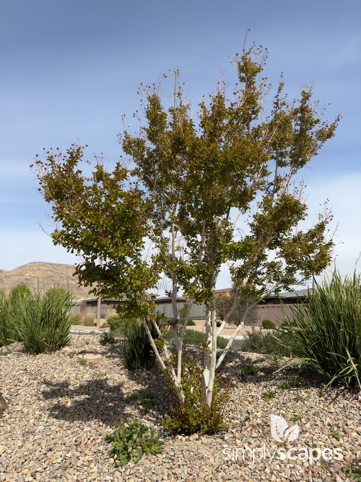 _Lagerstroemia indica - SS - 2 - April
