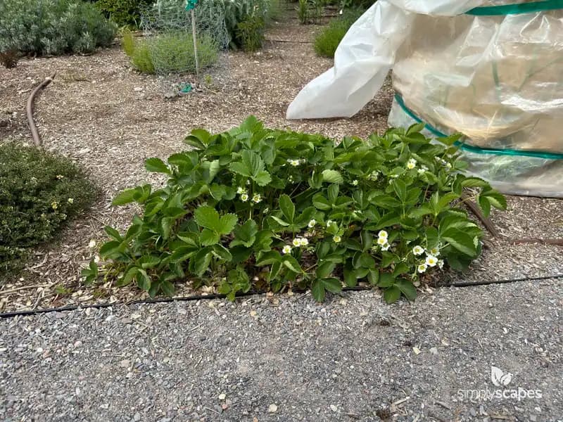 Strawberry Plant — photo 1