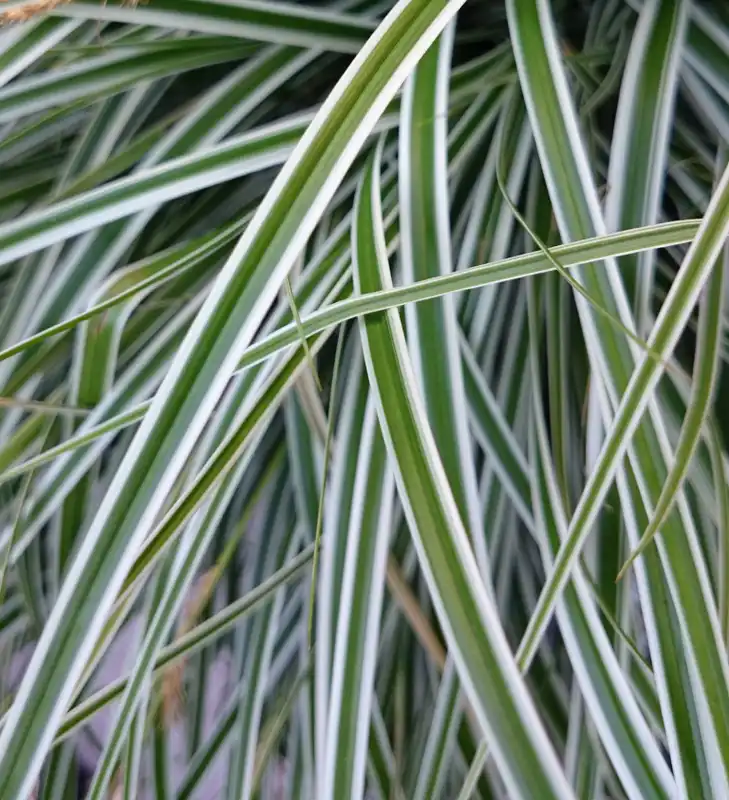 Carex EverColor® Everest — photo 1