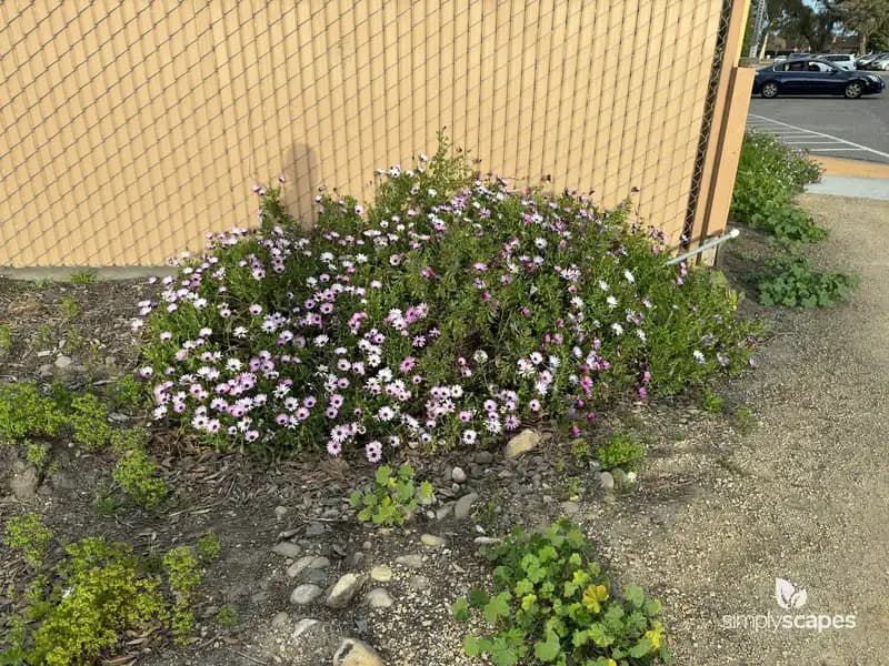 African Daisy (Osteospermum ecklonis) — photo 1
