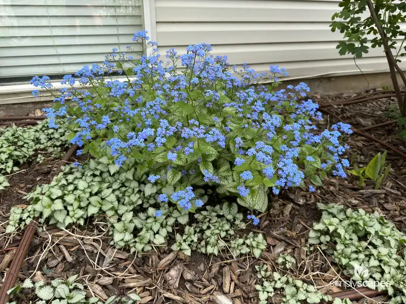 Heartleaf Brunnera — photo 1