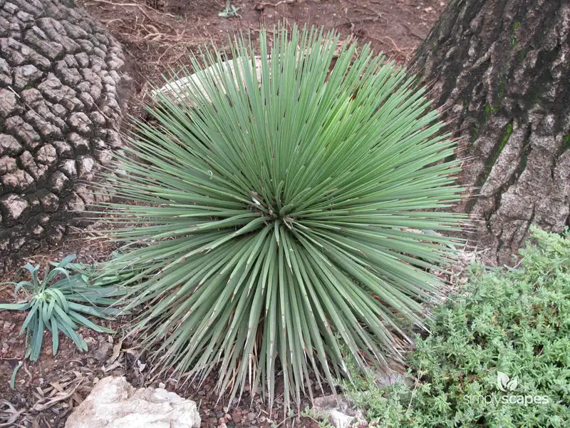 Monaco Hedgehog Agave — photo 1