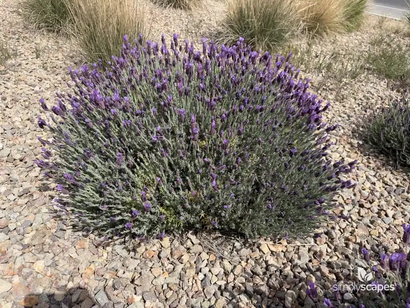 Spanish Lavender — photo 1