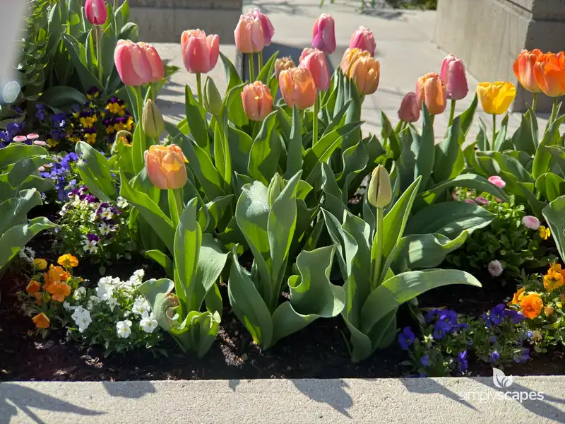 Tulip 'Coral Pride' — photo 1