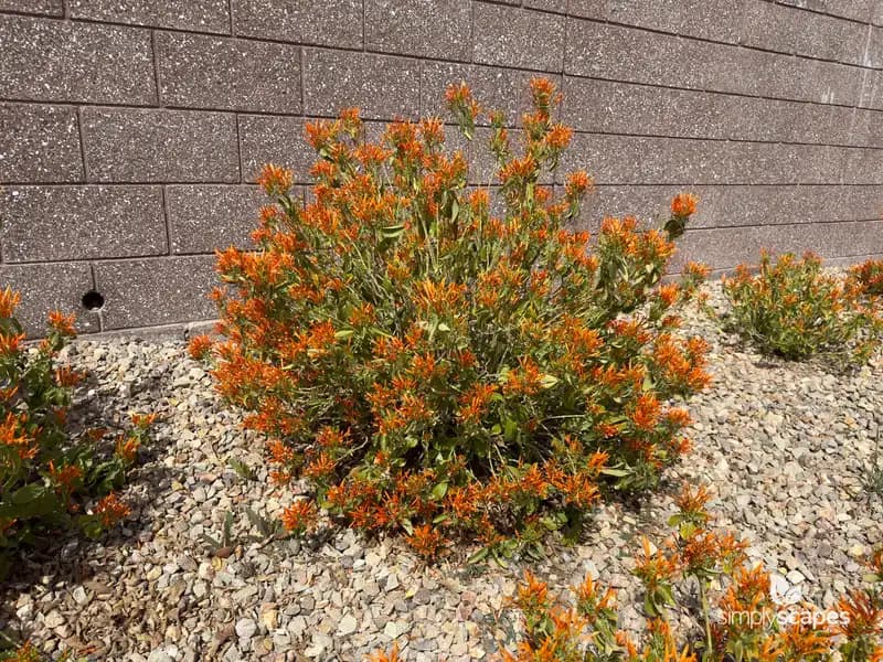 Mexican Honeysuckle — photo 1