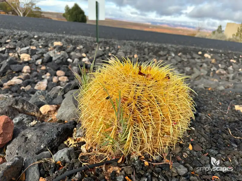 Glaucous barrel cactus — photo 1