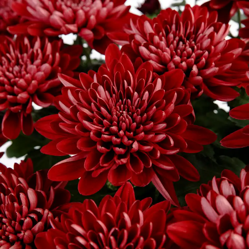 Chrysanthemum (Red) — photo 1