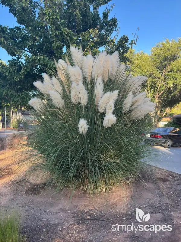 Pampas Grass — photo 1