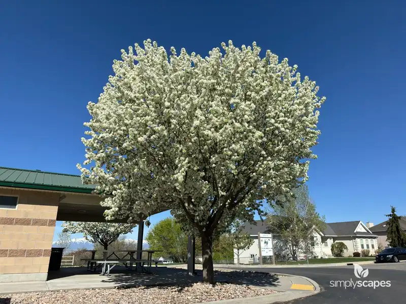 Crabapple Tree — photo 1