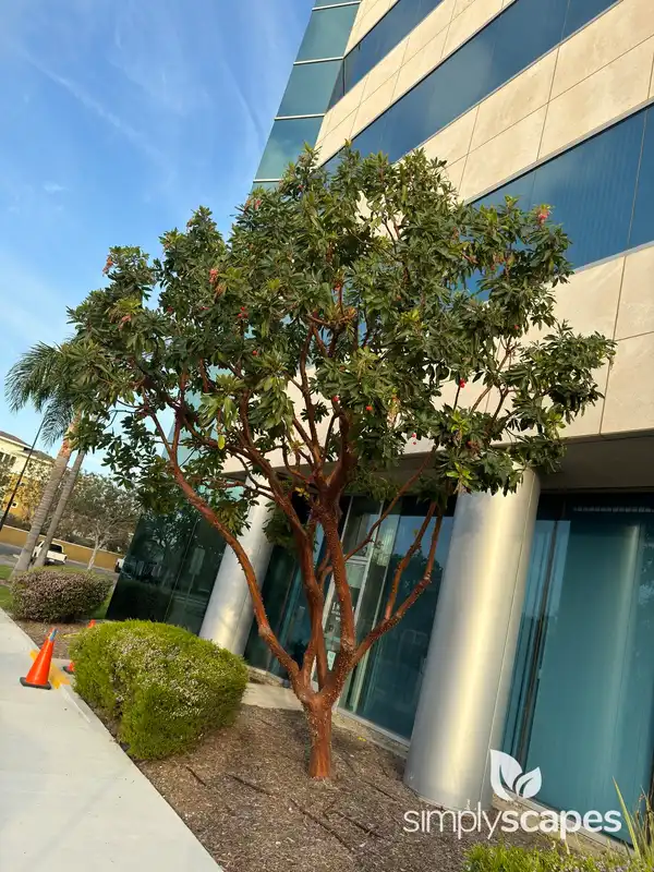 Killarney Strawberry Tree — photo 1
