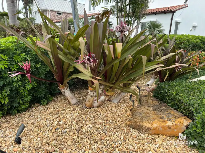 Giant spider lily — photo 1