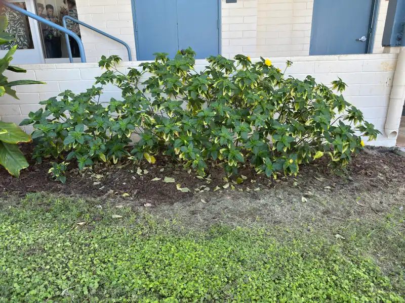 Yellow Alder — photo 1