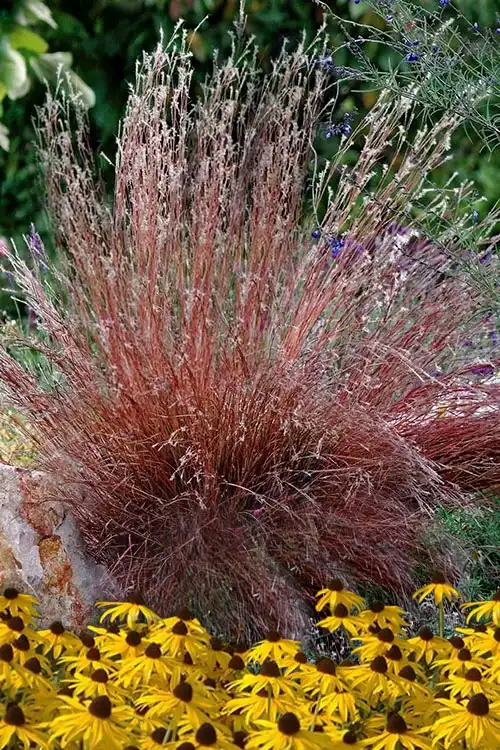 Blaze Little Bluestem Grass — photo 1