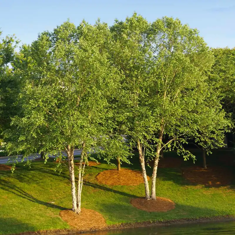 Heritage® River Birch — photo 1