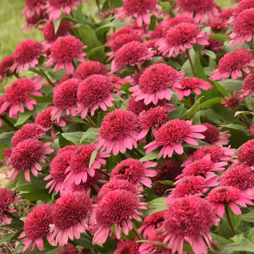 Double Coded® Raspberry Beret Coneflower — photo 1