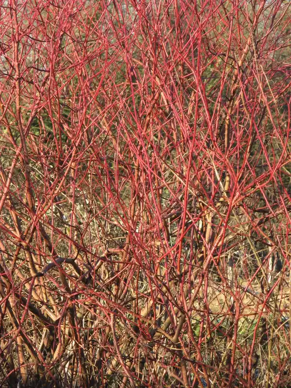 Bloodtwig Dogwood — photo 1