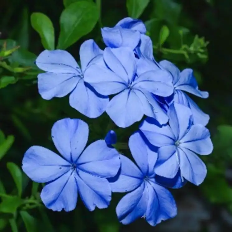 Dark Blue Plumbago — photo 1