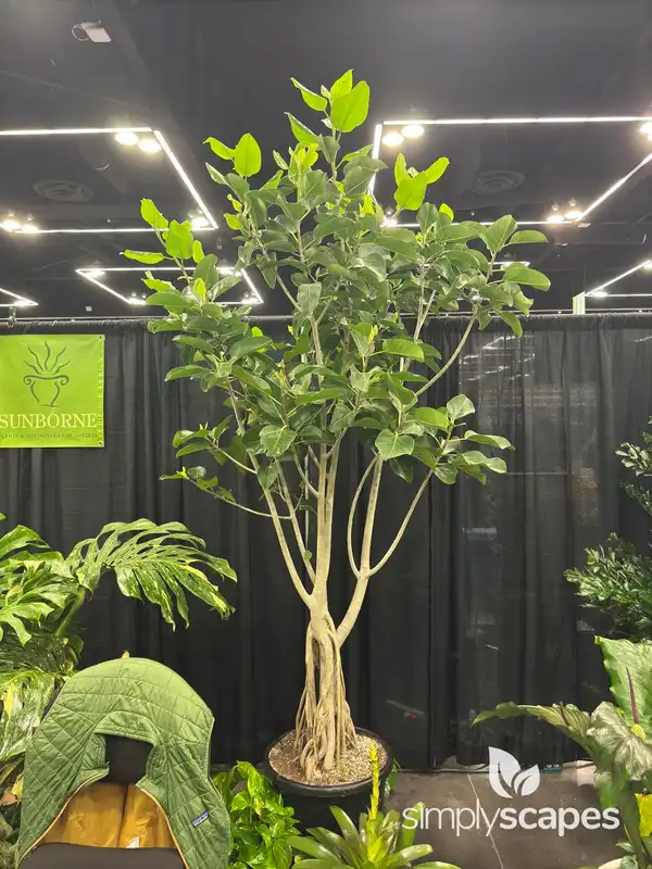 Banyan Fig Tree — photo 1