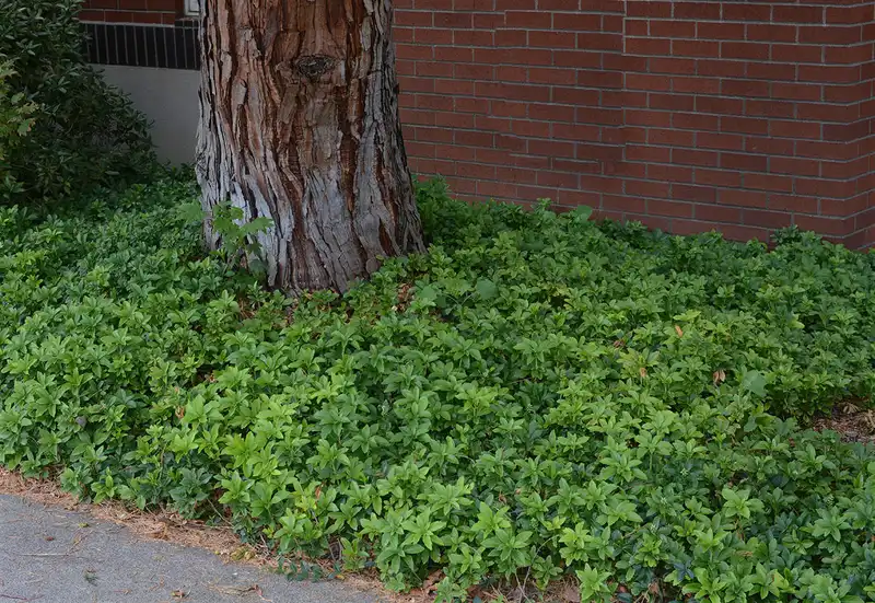 Japanese Spurge Groundcover — photo 1
