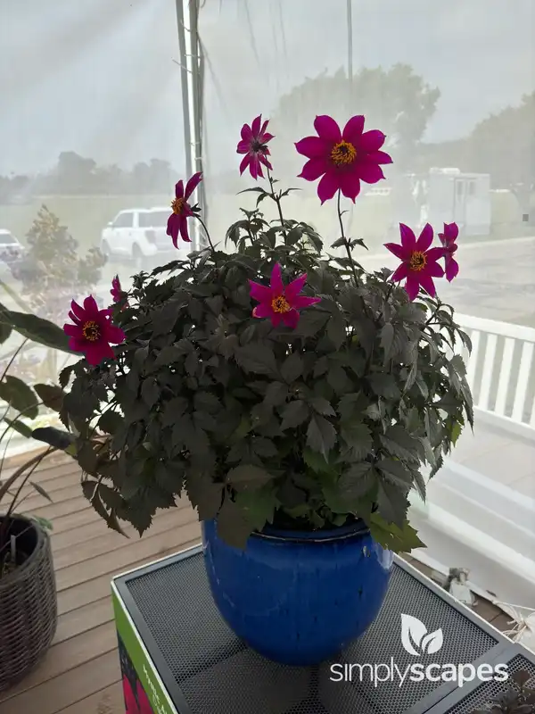 Garden dahlia — photo 1