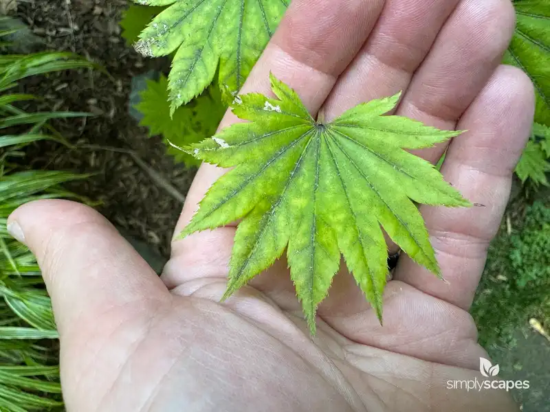 Vine Maple Tree — photo 1
