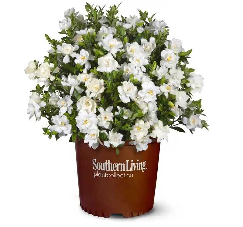 Jubilation™ Gardenia Shrub — photo 1