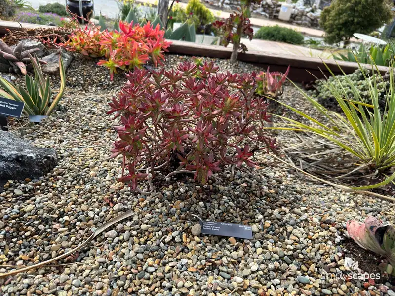Red-stemmed crassula — photo 1