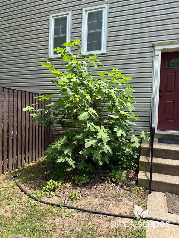 Fig Tree — photo 1