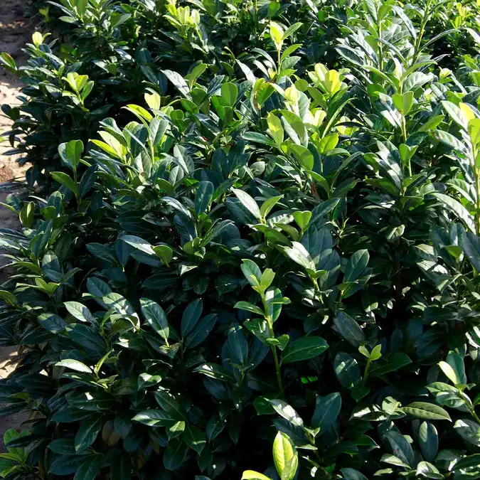 Greenfinity Cherry Laurel Shrub — photo 1