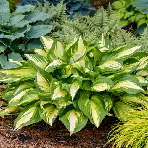 Shadowland® 'Miss America' Hosta — photo 1