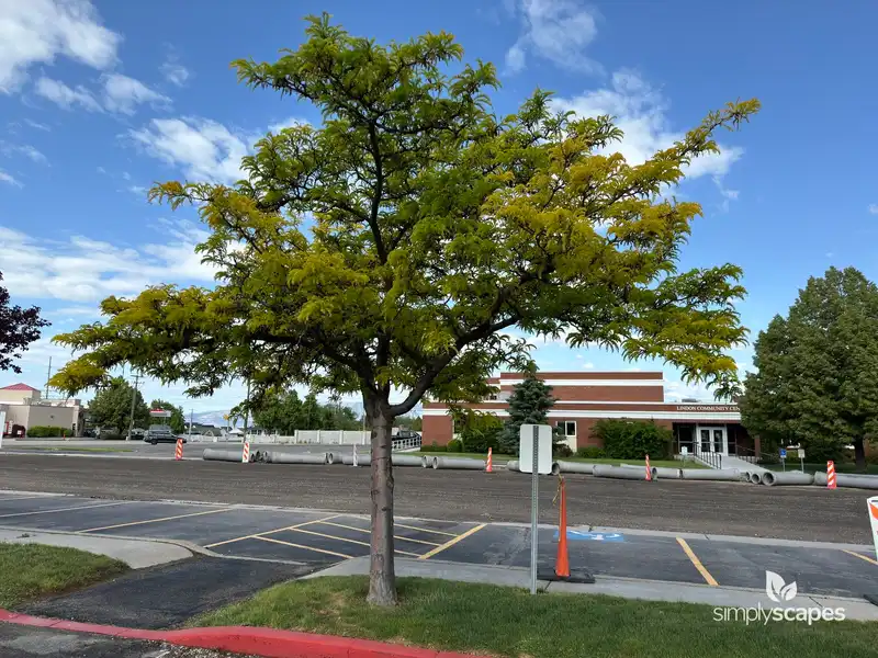 Honeylocust Tree — photo 1