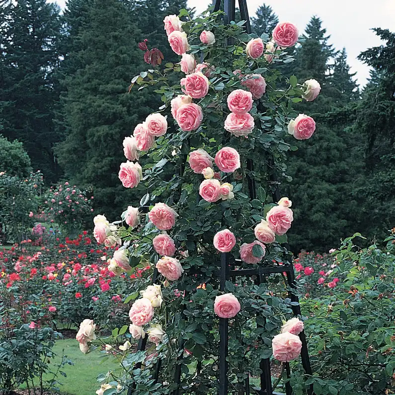 Eden Rose® Climbing Rose — photo 1