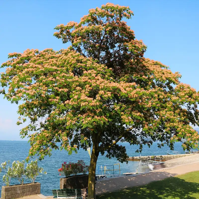 Cold Hardy Mimosa Tree — photo 1