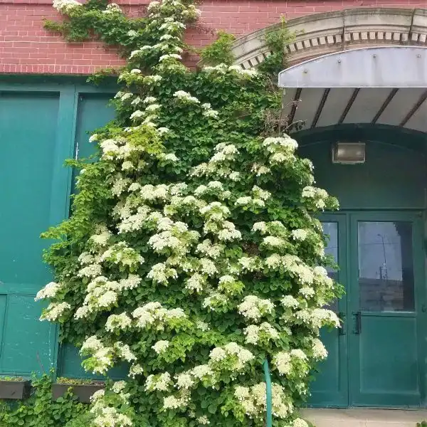 Climbing Hydrangea — photo 1