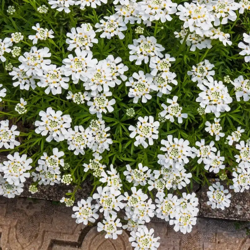 Purity Evergreen Candytuft — photo 1