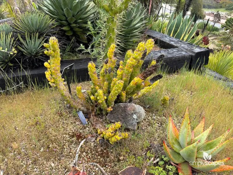 Subulata Austrocylindropuntia — photo 1