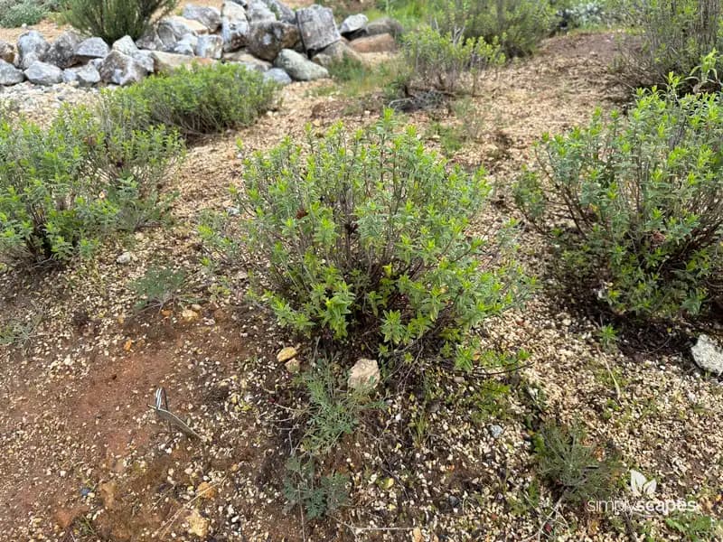 Mountain Monardella — photo 1