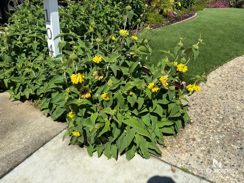 Jerusalem Sage — photo 1