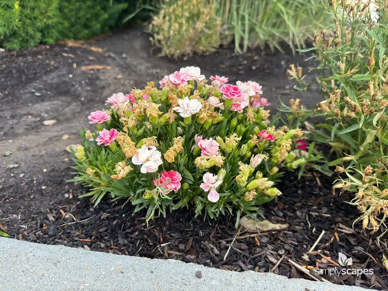 Carnation — photo 1