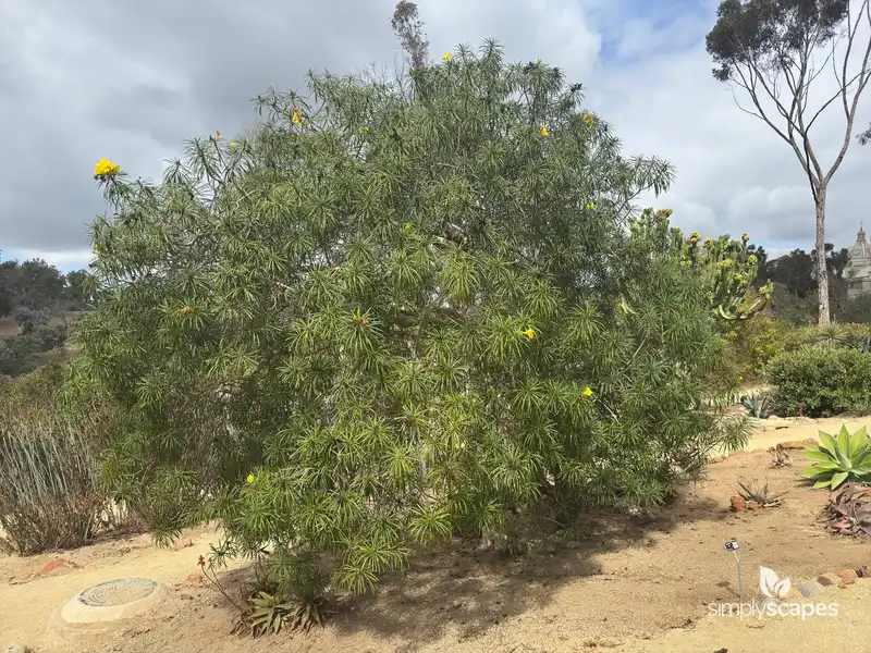 Yellow Oleander — photo 1