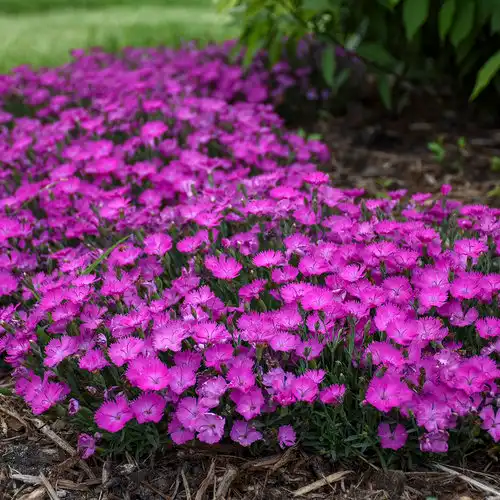 'Paint the Town Fuchsia' Pinks - Dianthus — photo 1