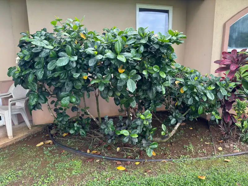 Gardenia Shrubs — photo 1