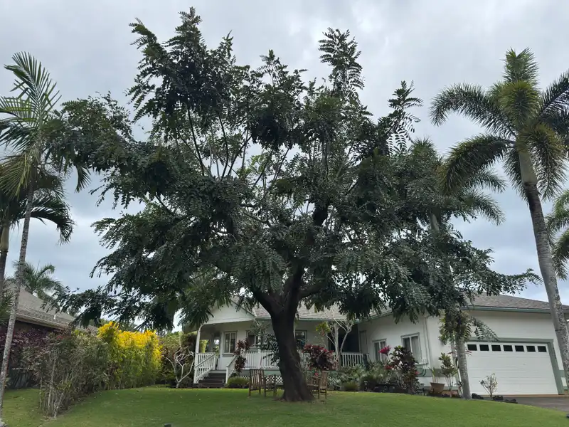 Tree-of-Heaven — photo 1