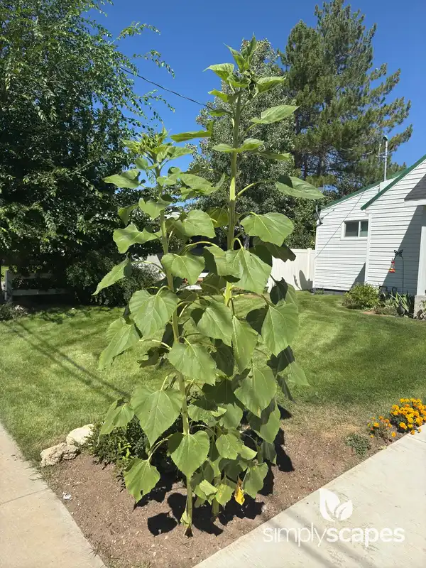 Sunflower — photo 1