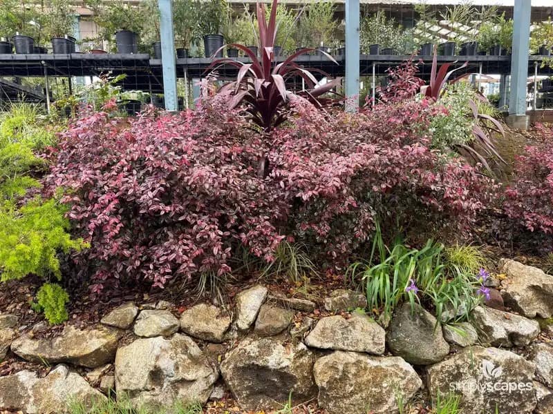 Crimson Fire™ Loropetalum — photo 1