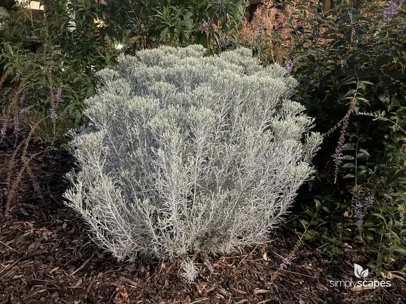 Dwarf Rabbit Brush — photo 1