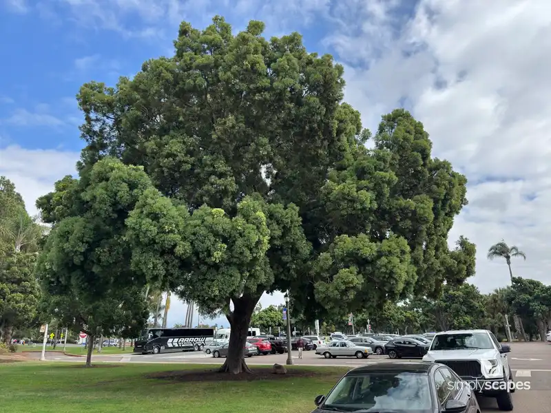 Camphor Laurel Tree — photo 1