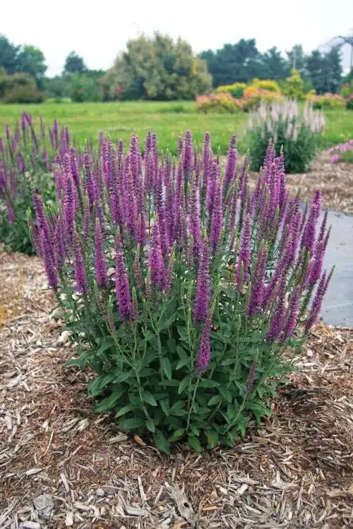 MOODY BLUES® Mauve Speedwell — photo 1